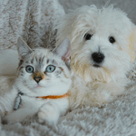 CATEGORIA MASCOTAS